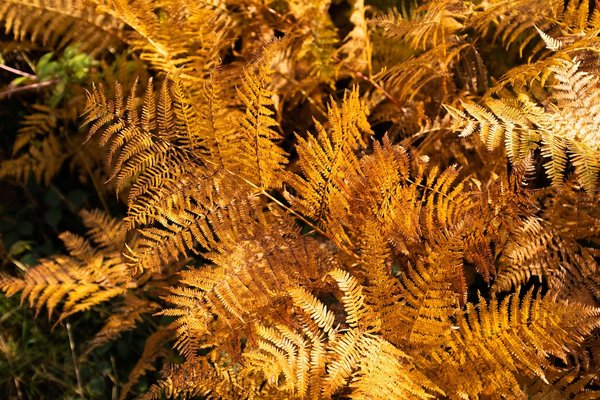 Comment concevoir un jardin de fougères rustiques pour un climat montagneux ?