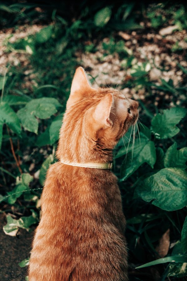 Peut-on développer un écosystème de jardin forêt en milieu urbain ?