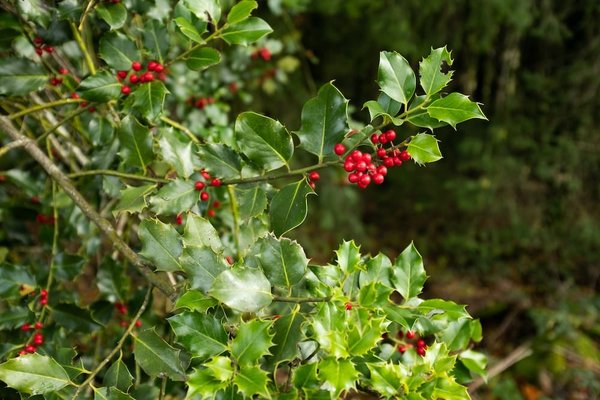 Quels sont les arbustes à petits fruits adaptés pour un jardin d'hiver en intérieur ?