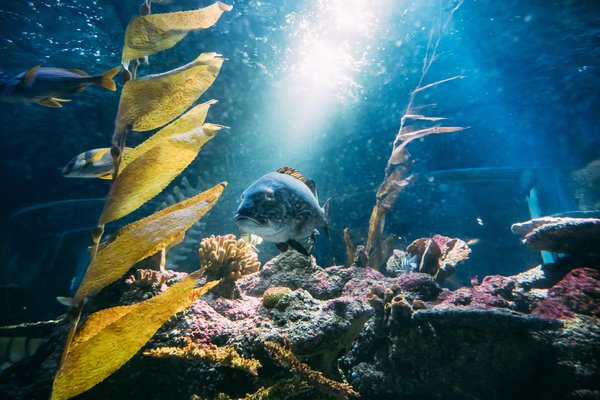 Comment intégrer un aquarium dans la décoration d'un salon contemporain ?