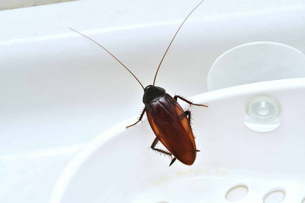 Nid frelon guêpe, cafard, chenille processionnaire, punaise de lit Luxembourg : les traitements disponibles pour les éliminer